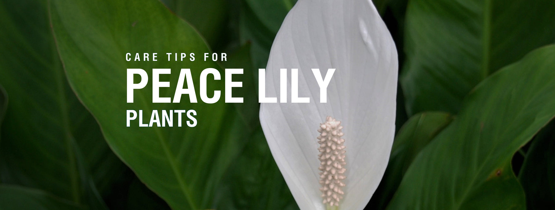 Care Tips for Peace Lily Plants