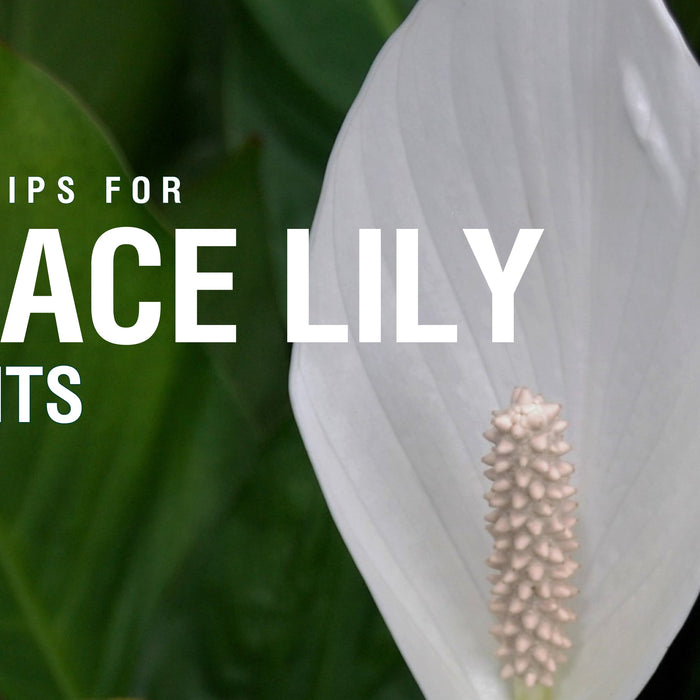 Care Tips for Peace Lily Plants