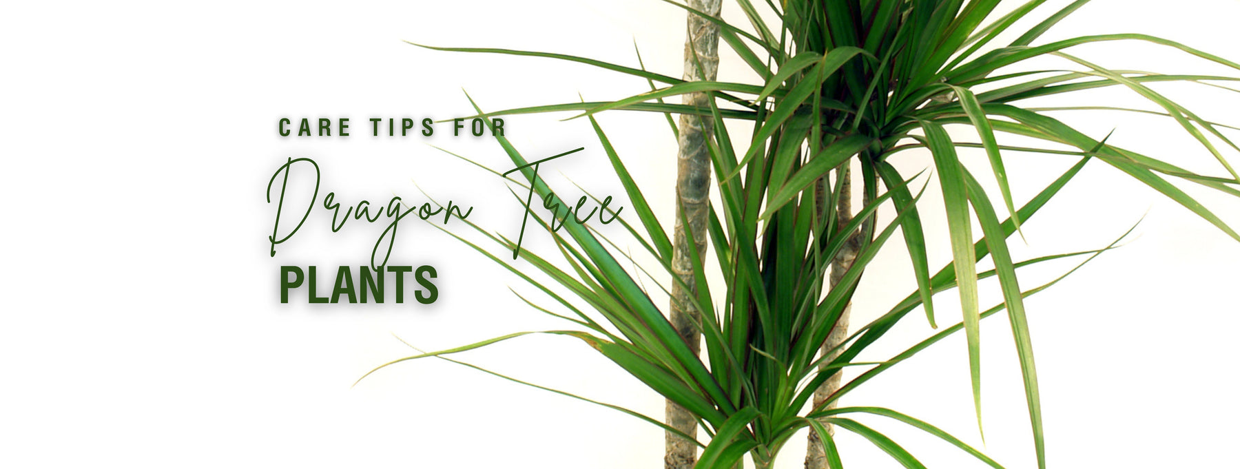 Care Tips for Dragon Tree