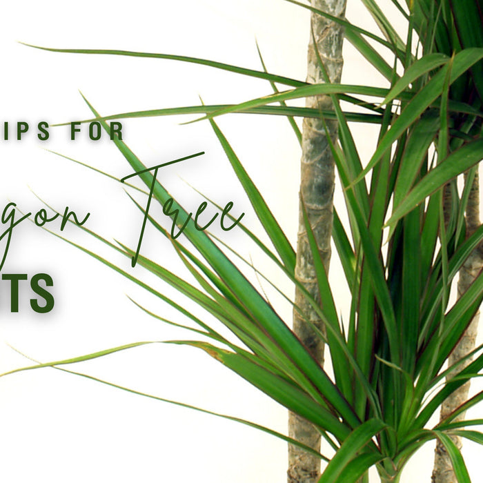 Care Tips for Dragon Tree