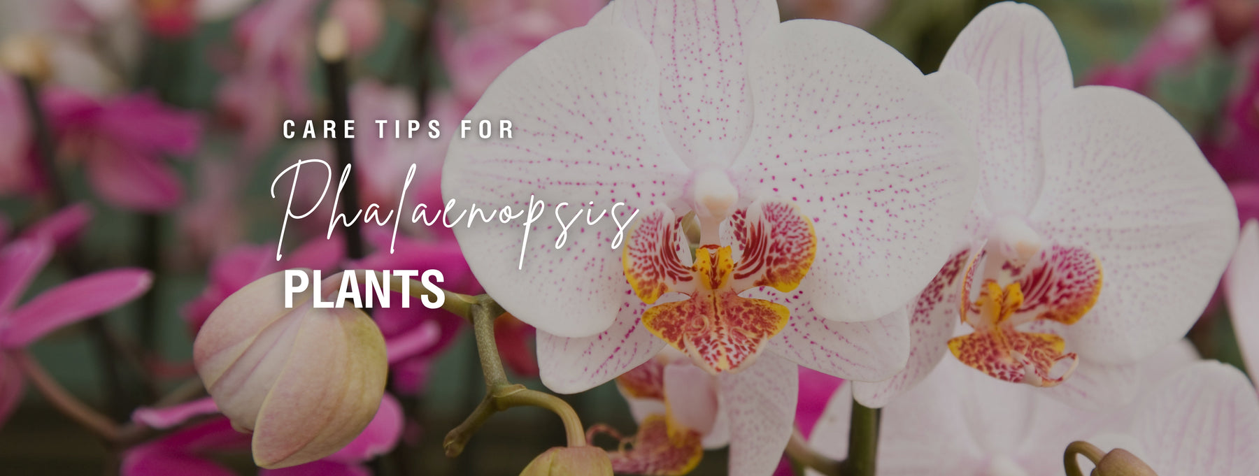 Care Tips for Phalaenopsis Plants