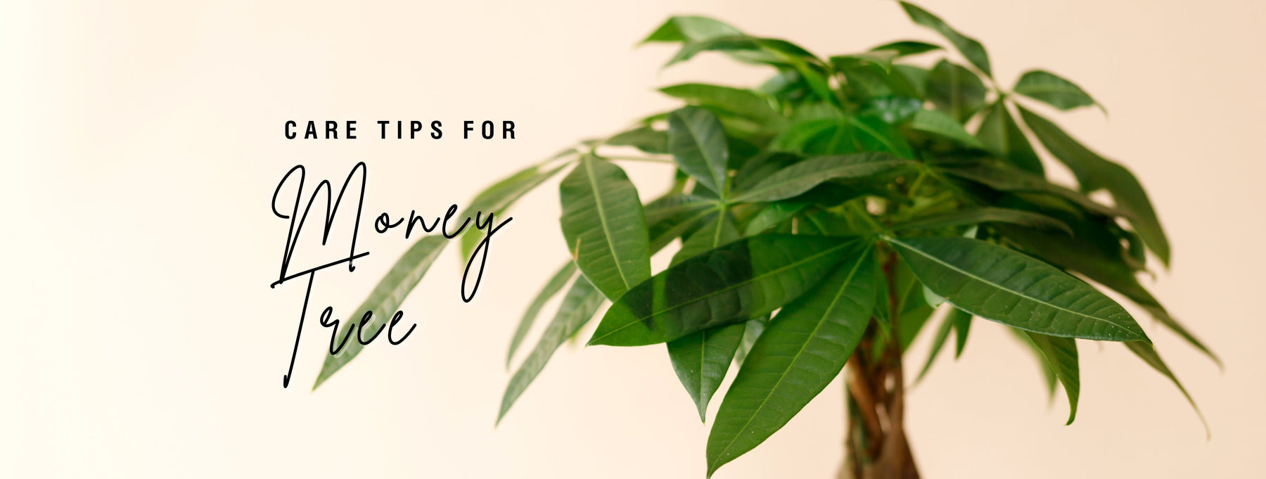 Care Tips for Money Tree