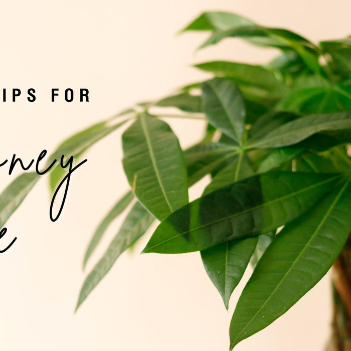 Care Tips for Money Tree