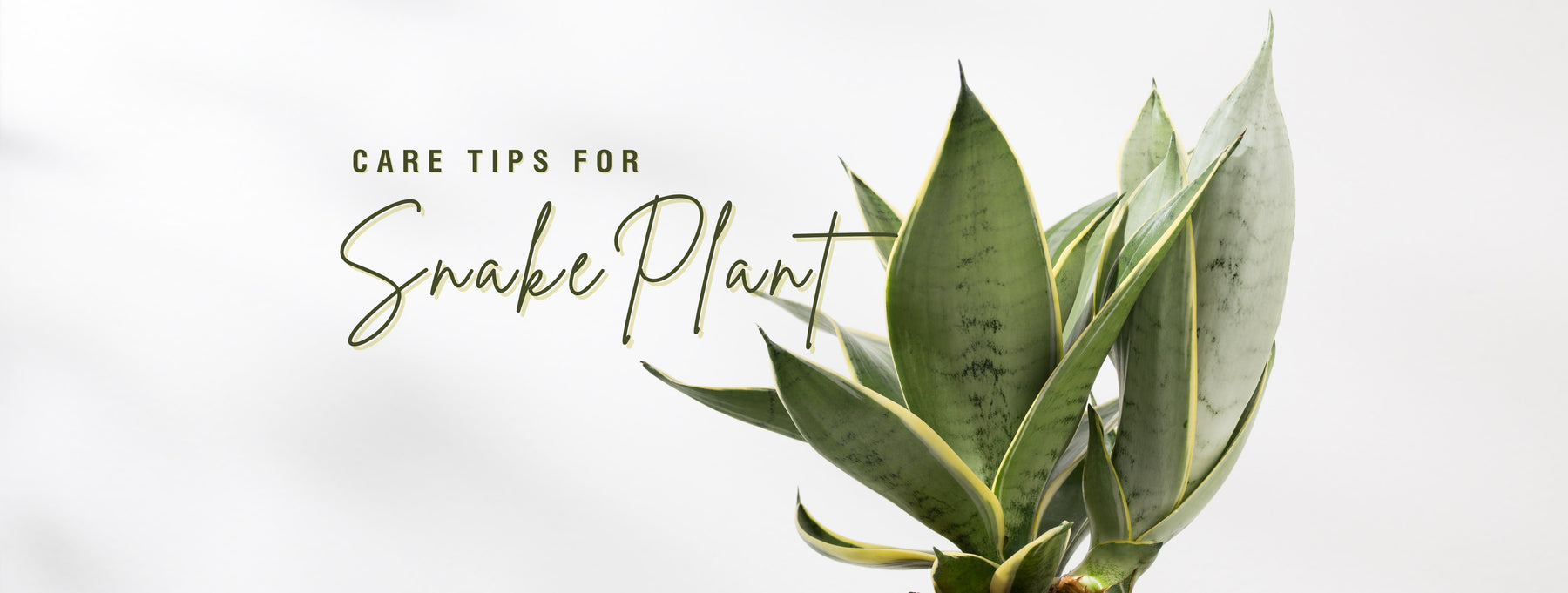 Care Tips for Snake Plant