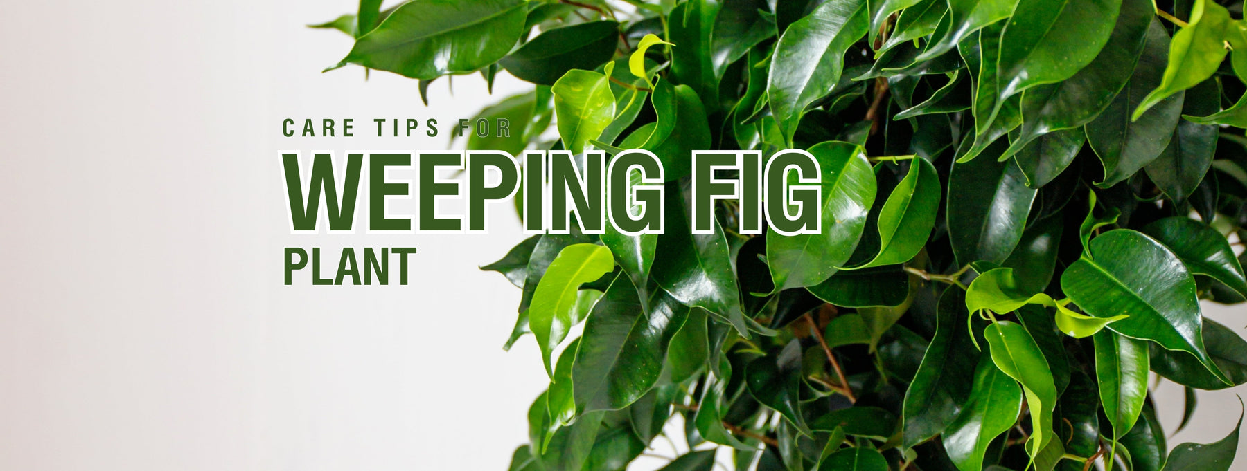 Care Tips for Weeping Fig Plant