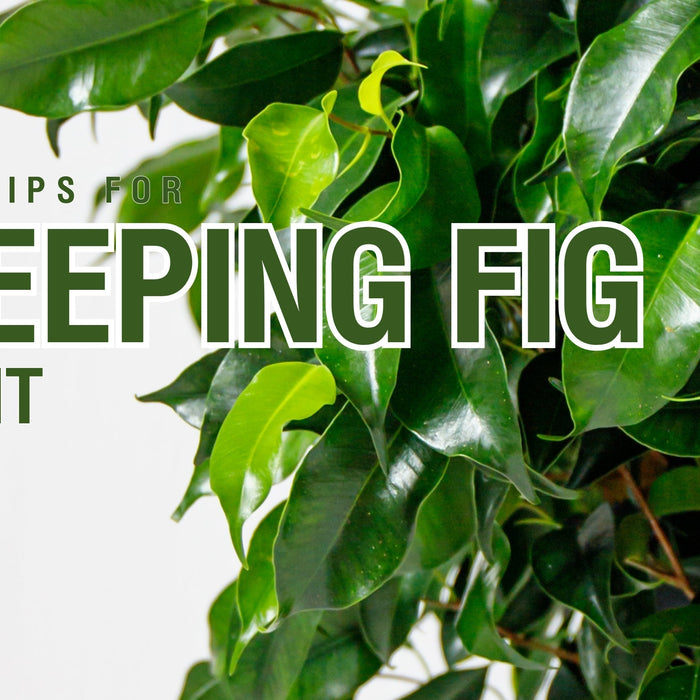 Care Tips for Weeping Fig Plant