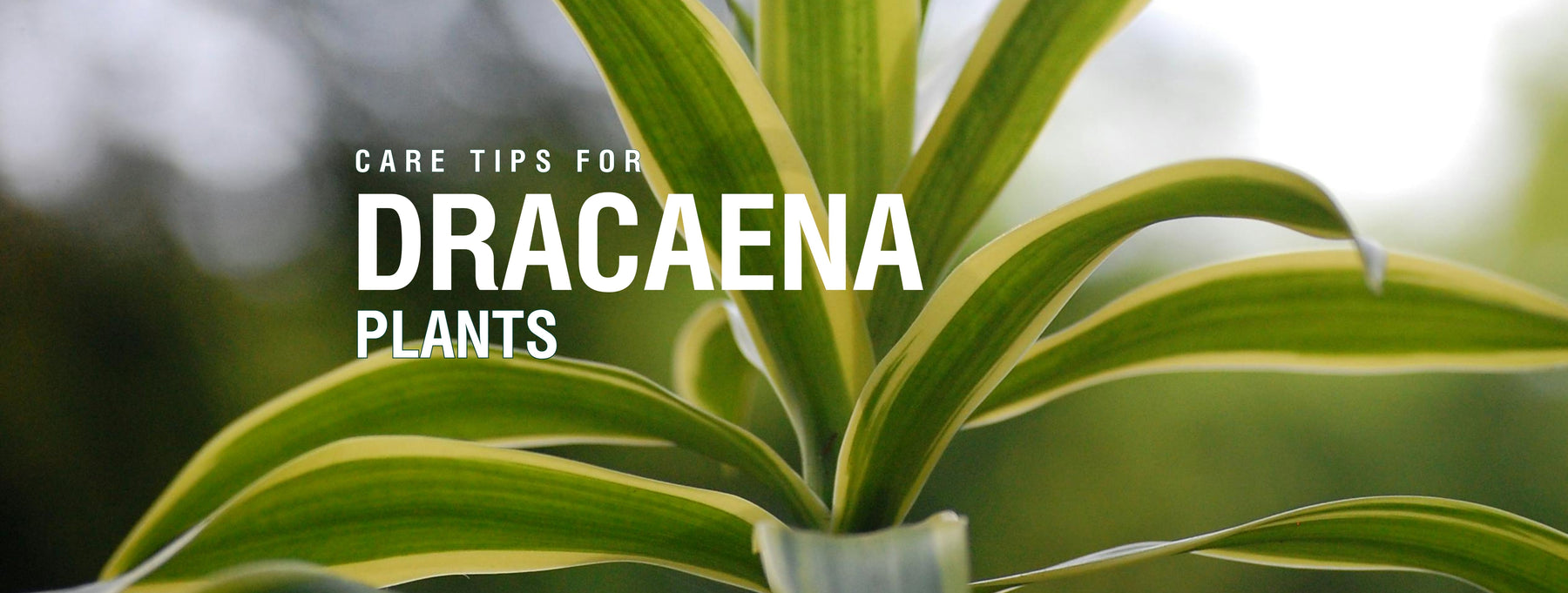 Care Tips for Dracaena Plants