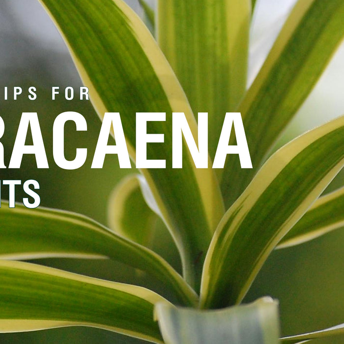 Care Tips for Dracaena Plants