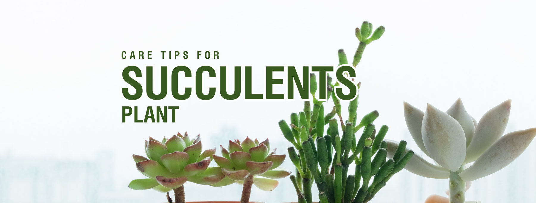 Care Tips for Succulents Plant