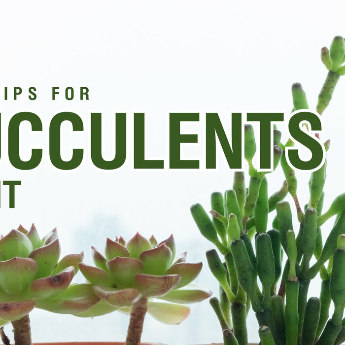 Care Tips for Succulents Plant