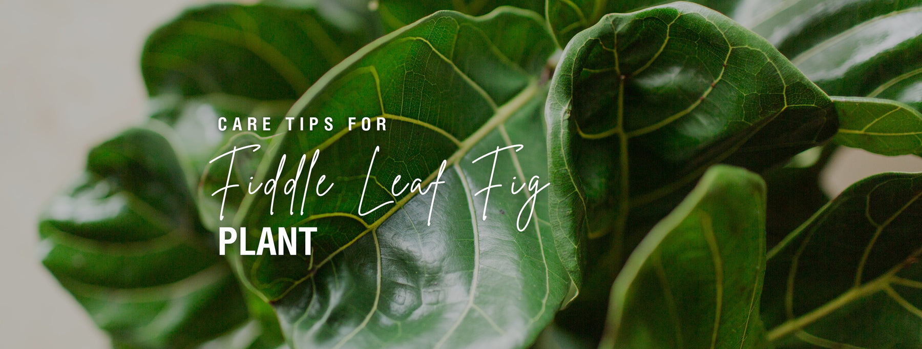 Care Tips for Fiddle Leaf Fig Plant