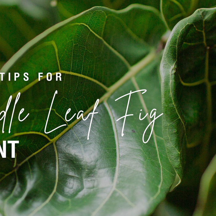 Care Tips for Fiddle Leaf Fig Plant