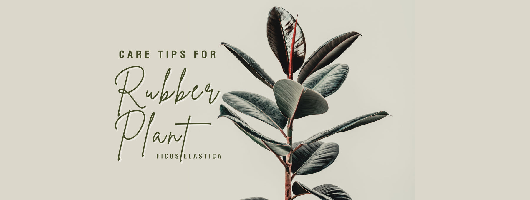 Care Tips for Rubber Plant