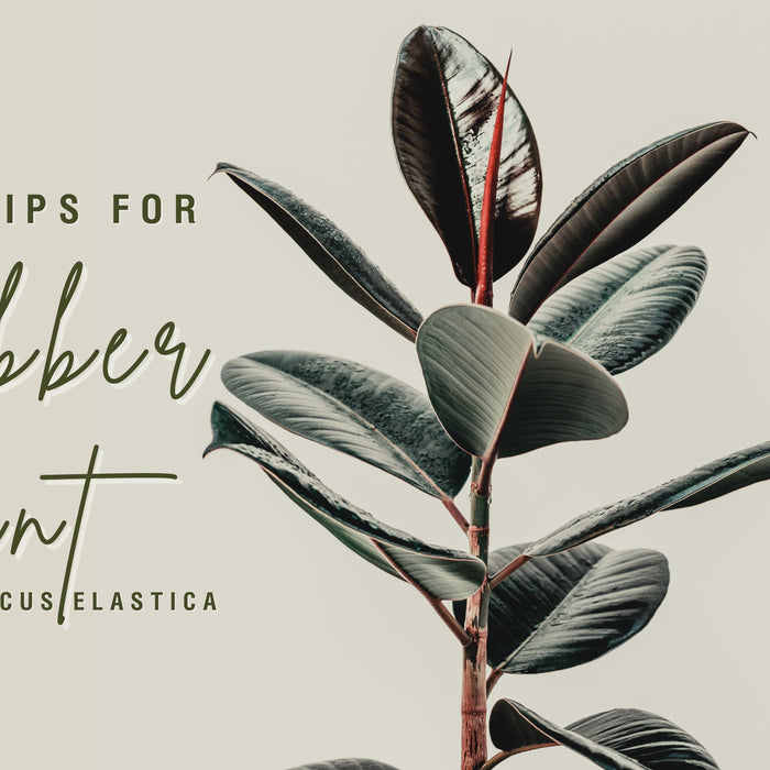 Care Tips for Rubber Plant