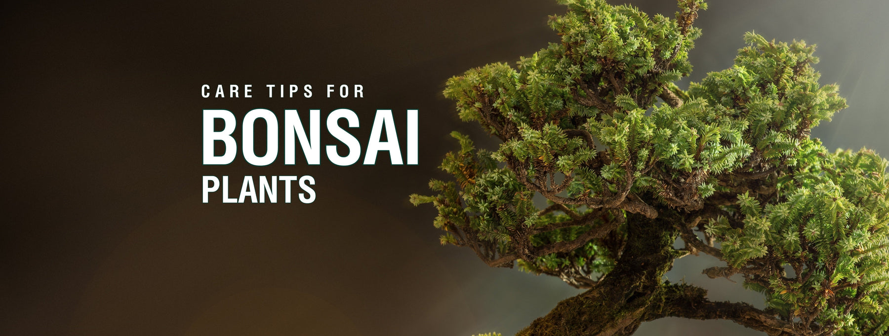 Care Tips for Bonsai Plants