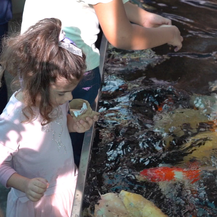 Koi for kids event at The Garden Concept
