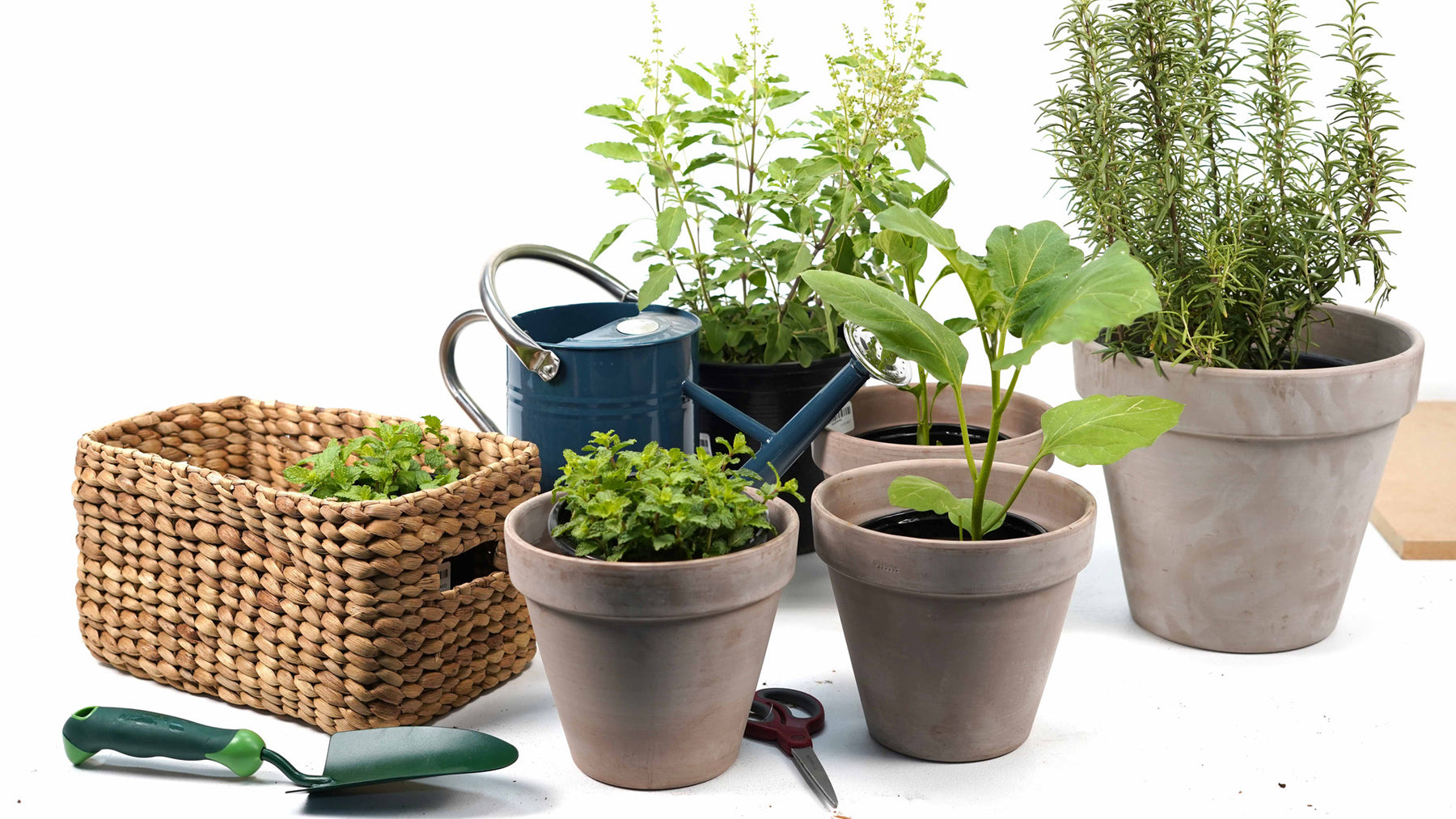 What to plant when in the UAE?