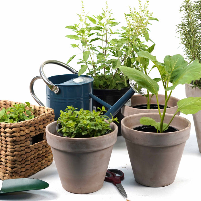 What to plant when in the UAE?
