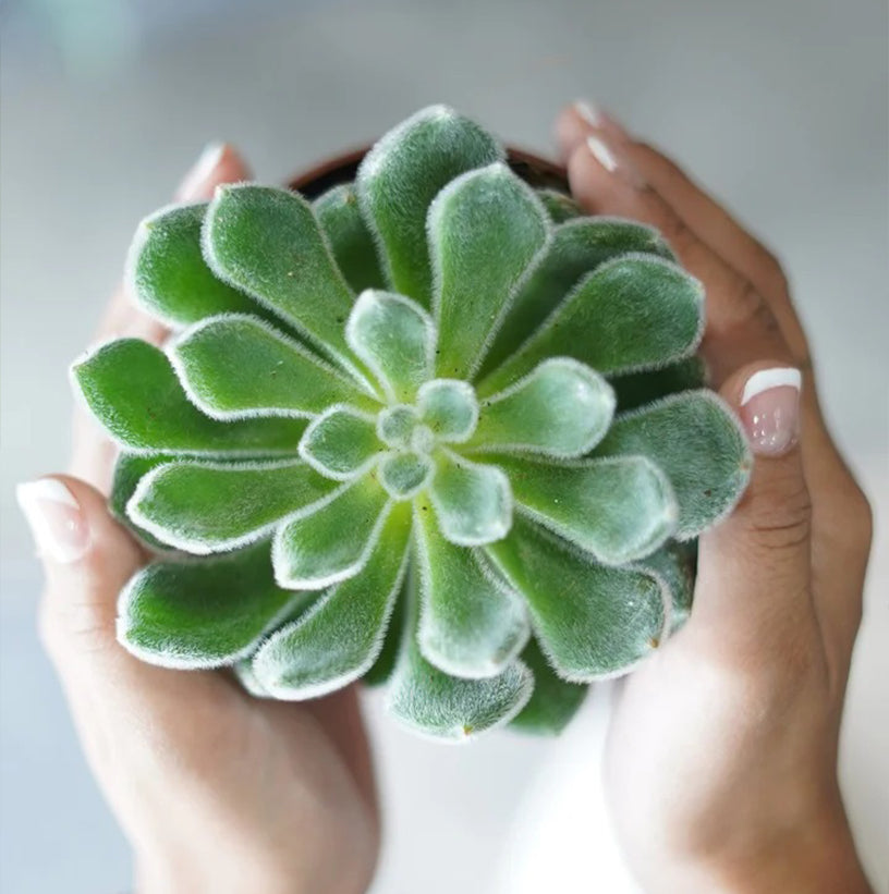 Indoor Plants for Homes & Offices Across the UAE