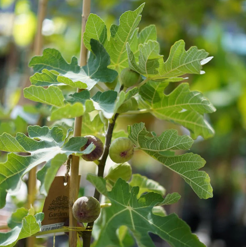 Buy Outdoor Plants for Homes, Gardens & Offices Across the UAE