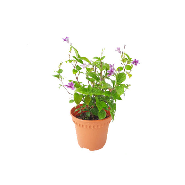 Asystasia gangentica variegated