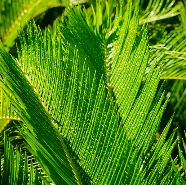 Cycas