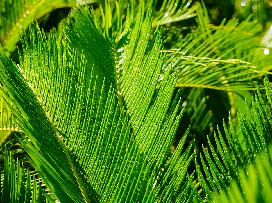 Cycas