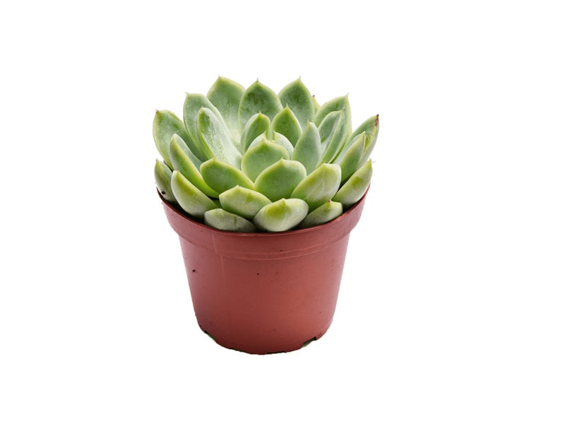 Echeveria - Mixed Variety 'H5-8cm
