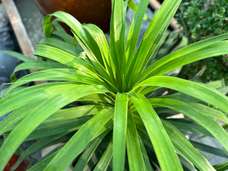 Dracaena Draco