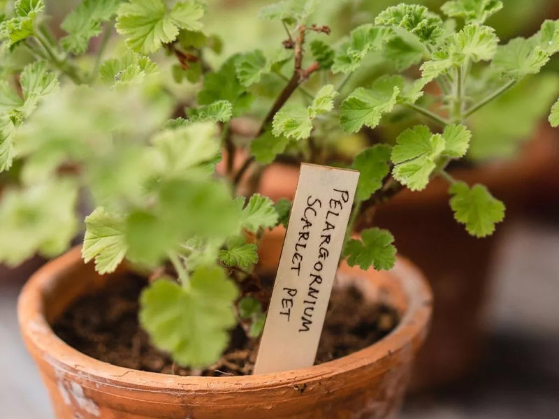 Wooden Plant Labels - 25pk 'H15cm