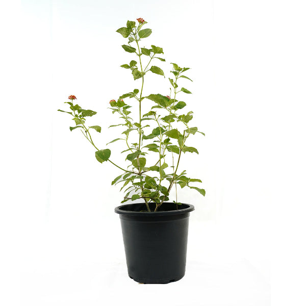 Lantana Camara