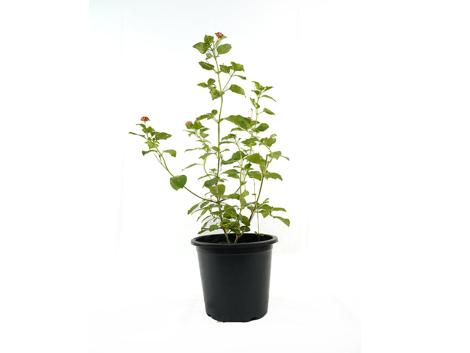 Lantana Camara