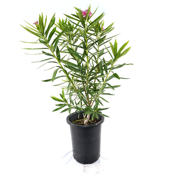 Nerium Oleander