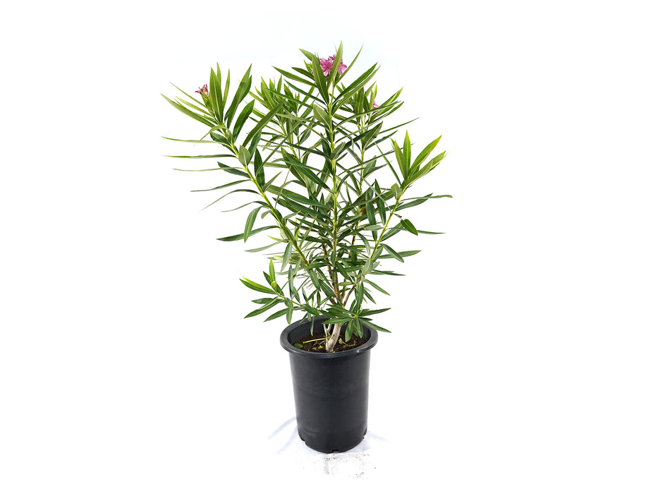 Nerium Oleander