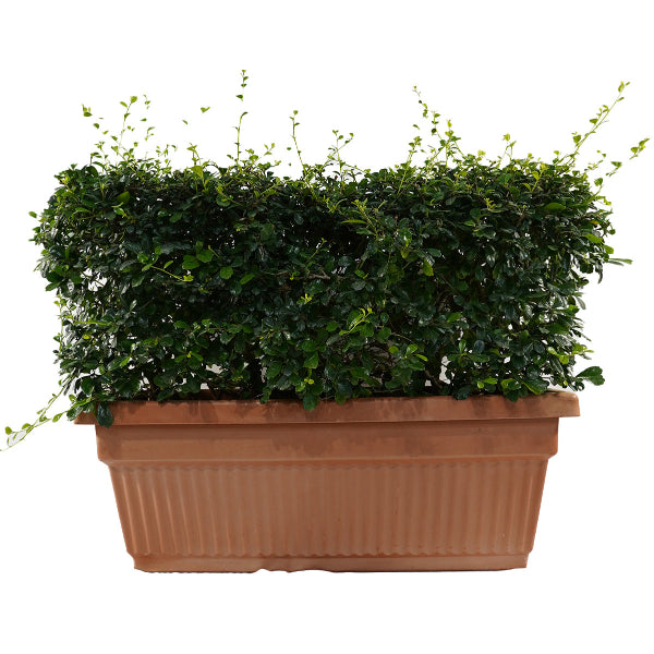 Ehretia in Rectangular Pot