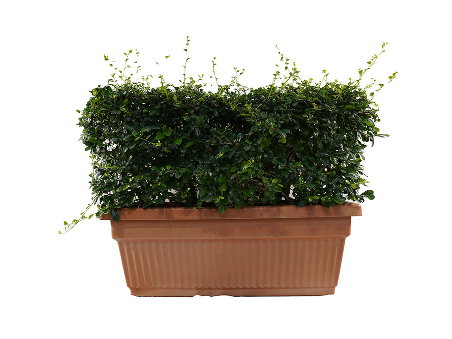Ehretia in Rectangular Pot