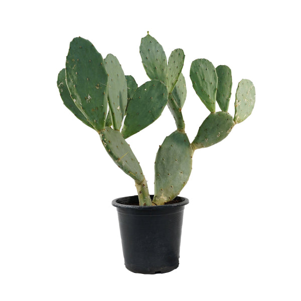 Opuntia 'BR'
