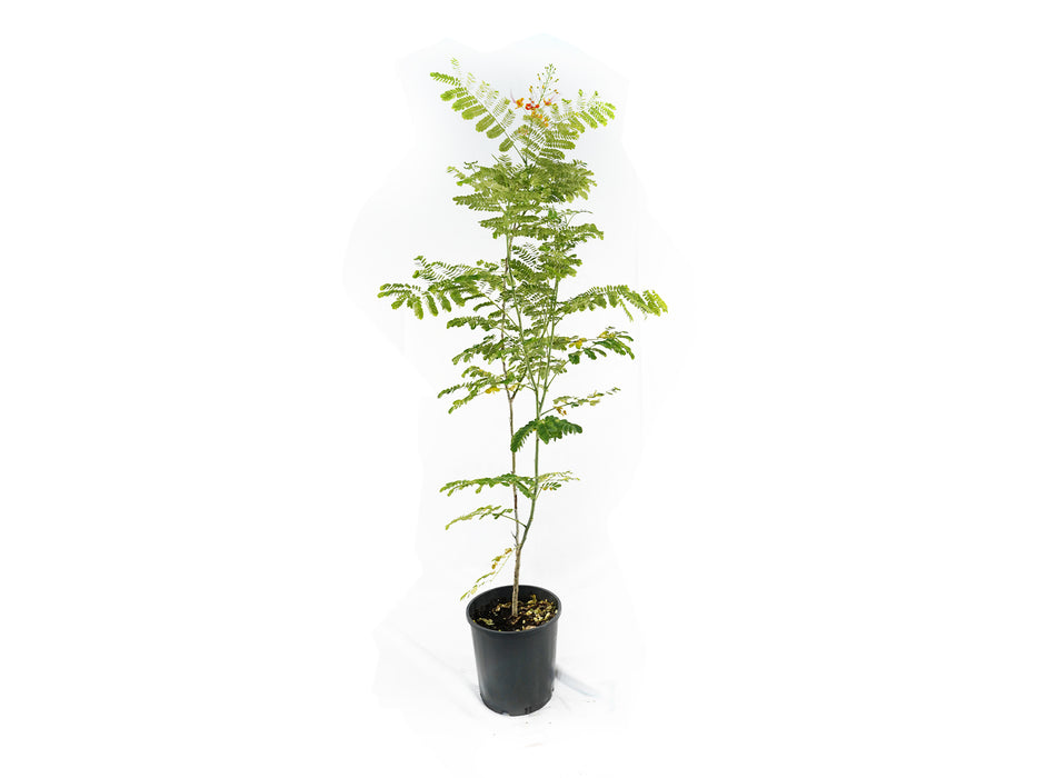 Caselpinia P6L