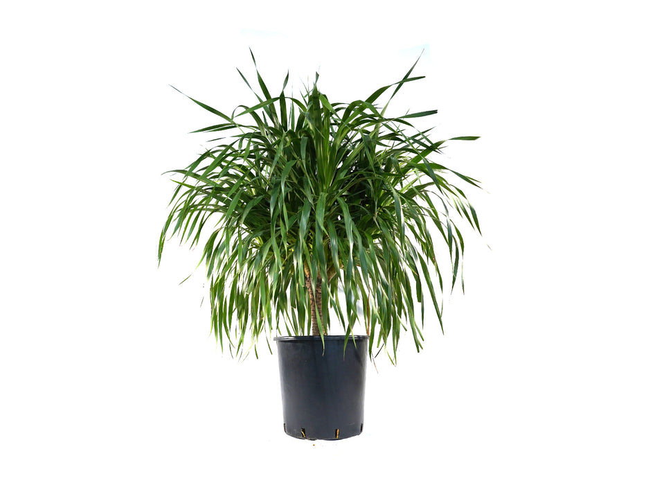 Dracaena Draco