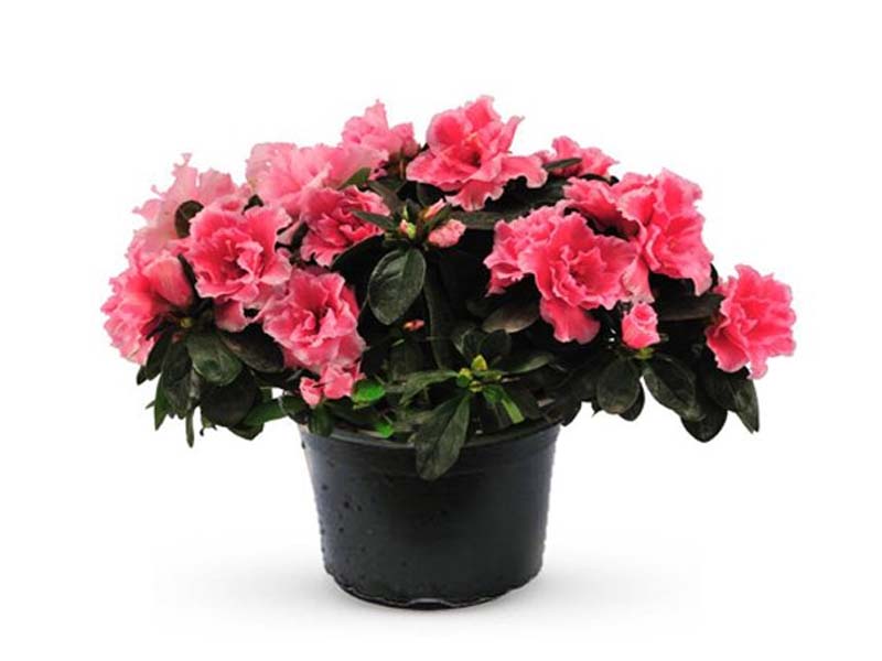 Azalea Mix