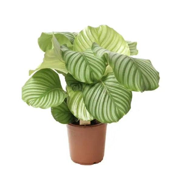 Calathea Orbifolia 'P19