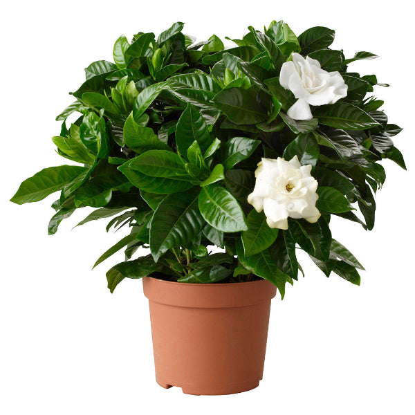 Gardenia jasminoides '24