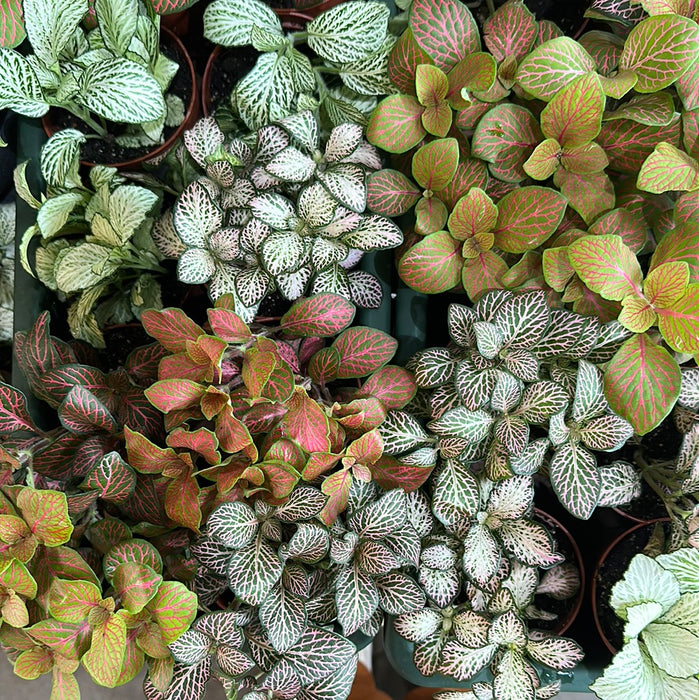 Fittonia Mixed