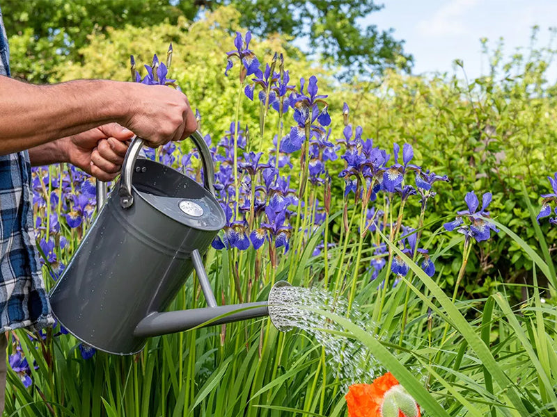 KS Metal Watering Can Violet 4.5ltr