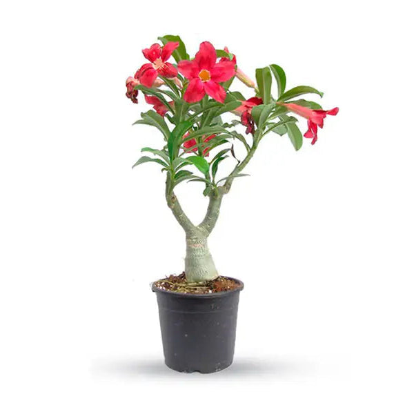 Adenium Obesum