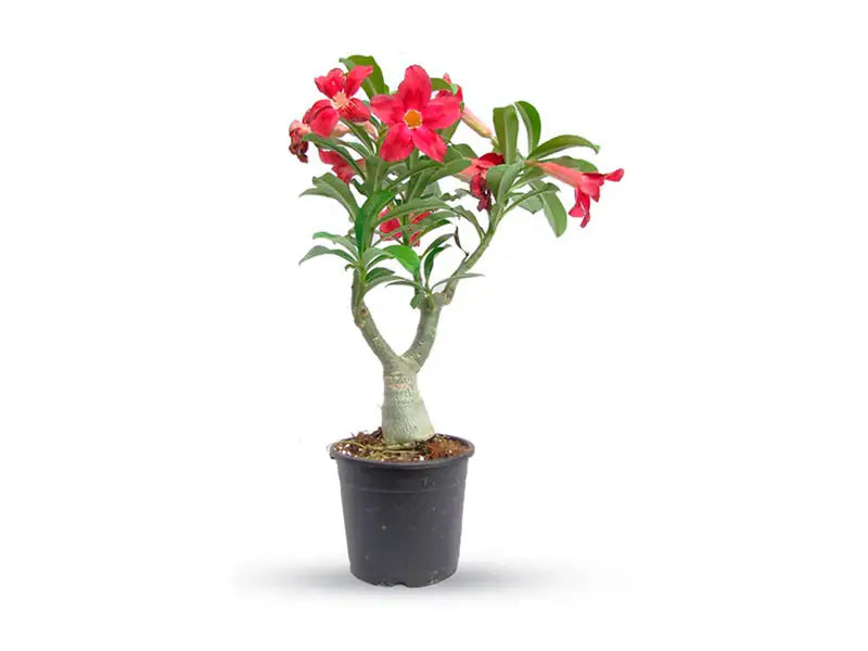 Adenium Obesum