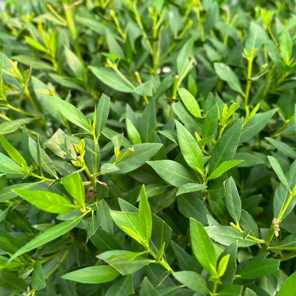Potted Conocarpus Erectus