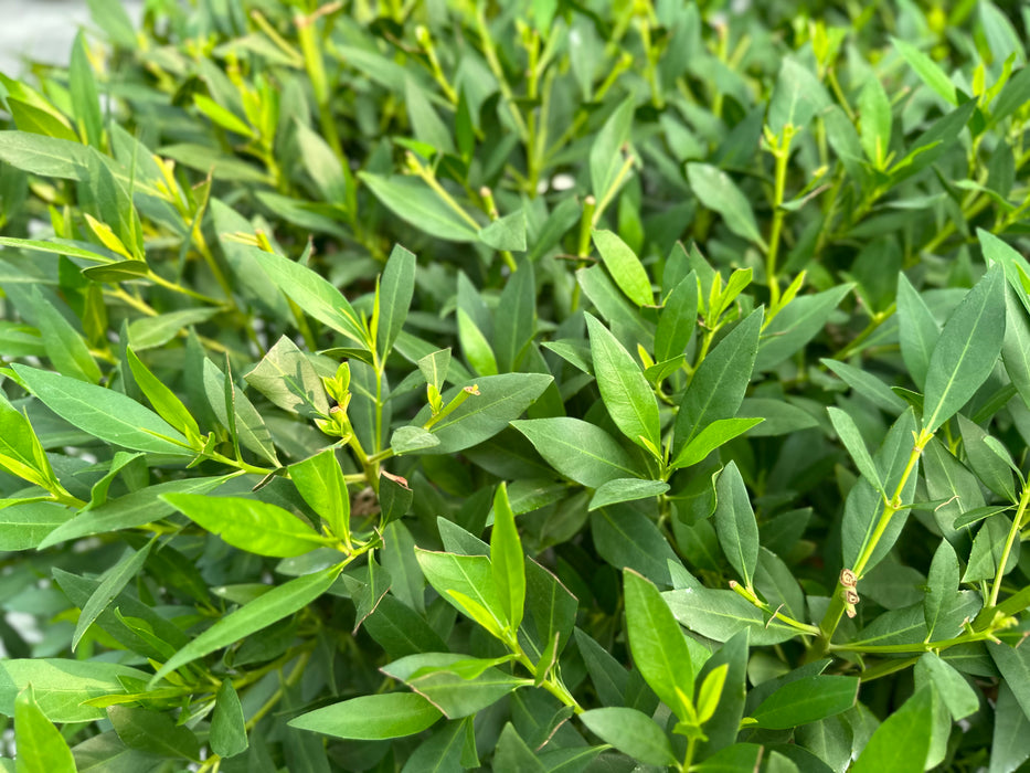 Potted Conocarpus Erectus