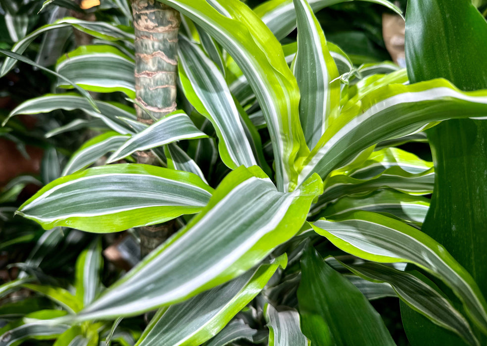 Dracaena Compacta Surprise 150-170cm 4PP