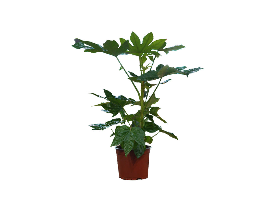 Fatsia Japonica